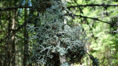 Ormandaki bir ağaç dalına yakın çekim.