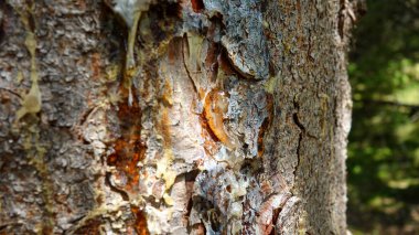 Ağaç kabuğunun yakınından sızan reçineyle..