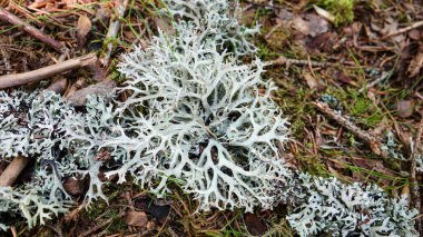 Orman zemininde karmaşık beyaz liken.