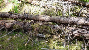 Güneşli bir orman zemininde devrilmiş ağaçlar.