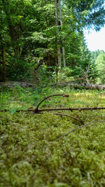 Canlı yeşilliklerle dolu yemyeşil orman zeminleri