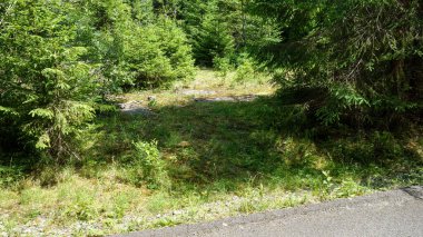 Serene ormanı kaldırımlı bir yol boyunca temizleniyor.