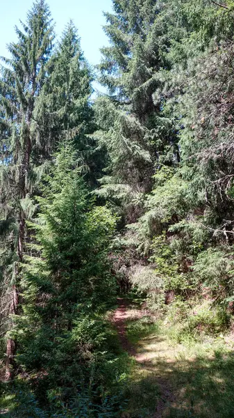 Güneşli orman yolu yüksek yeşilliklerle çevrili..