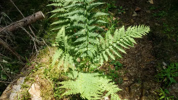Ormanda güneşli eğrelti otları