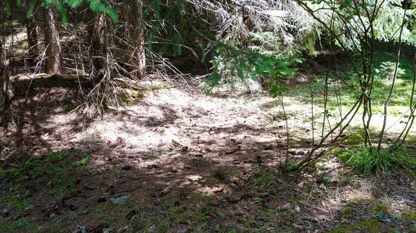 Benekli ışıkla aydınlatılmış orman tabanı