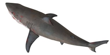 Büyük beyaz köpekbalığı okyanusta yüzmeye.