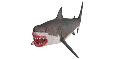 Büyük beyaz köpekbalığının gerçekçi modeli