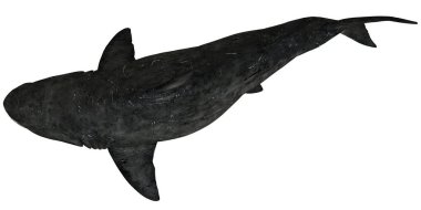 Görkemli sualtı köpekbalığı zarifçe yüzüyor..