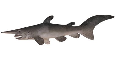 Profil görünümlü gerçekçi goblin köpekbalığı modeli