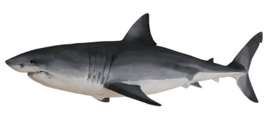 Büyük beyaz köpekbalığı beyaz arka planda izole edilmiş..