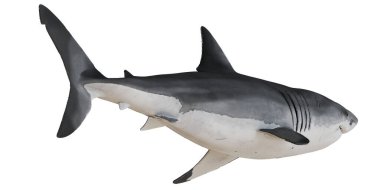 Büyük beyaz köpekbalığının gerçekçi modeli.
