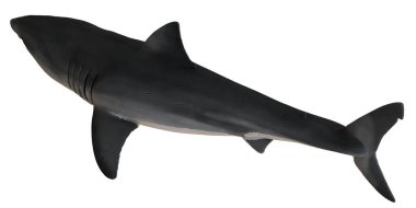 Gerçekçi siyah beyaz köpekbalığı modeli.