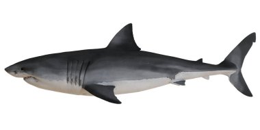 Beyaz arka planda gerçekçi köpekbalığı modeli.