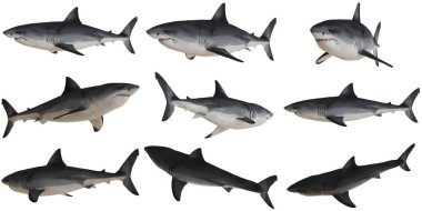 Beyaz arka planda gerçekçi köpekbalığı çizimleri grubu.