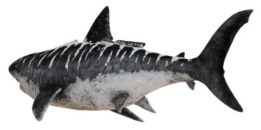 Beyaz arka planda koyu, heybetli köpekbalığı