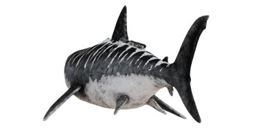 Tarih öncesi megalodon köpekbalığı çizimi