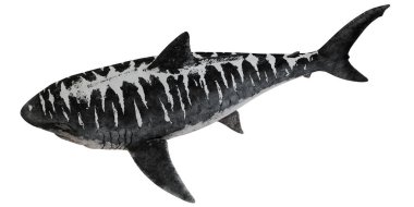 Kaplan köpekbalığının suluboya çizimi.