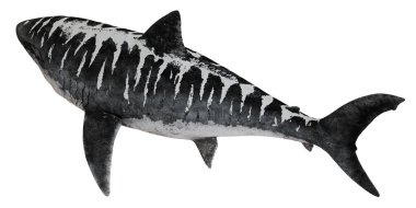 Gri tonlu gerçekçi kaplan köpekbalığı çizimi