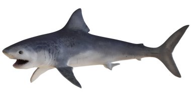 Büyük beyaz köpekbalığının gerçekçi modeli.