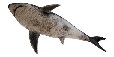 Tarih öncesi megalodon köpekbalığı çizimi.