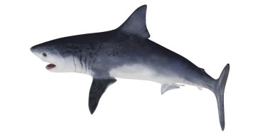 Büyük beyaz köpekbalığı açık denizde yüzüyor.