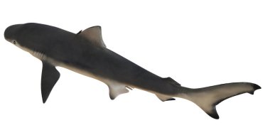 Parlak bir okyanus köpekbalığının izole edilmiş görüntüsü.