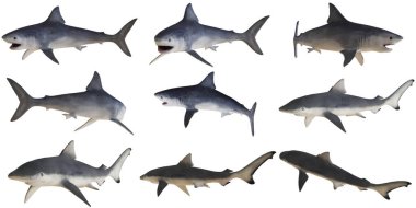 Çeşitli pozlarda üç boyutlu gerçekçi köpekbalığı modelleri..