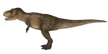 Bir Tyrannosaurus Rex dinozorunun gerçekçi tasviri.