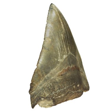 Büyük tarih öncesi köpek balığı dişi fosili.