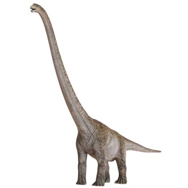 Beyaz arka planda uzun boyunlu zürafa dinozoru.