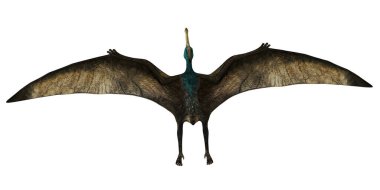 Kanatları açık uçan bir Pterosaur.