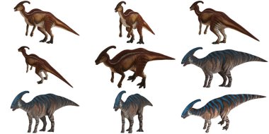 Çeşitli Parasaurolophus dinozorlarının çizimleri.