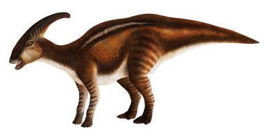 Parasaurolophus dinazorunun gerçekçi modeli.