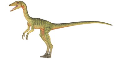 Yeşil Theropod Dinazoru, Velociraptor Profili