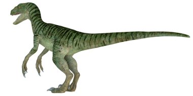 Velociraptor dinozorunun canlı görüntüsü