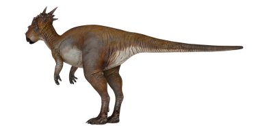 Beyaz arka planda izole edilmiş Pachycephalosaurus dinozoru.