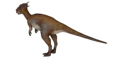 Gerçekçi Pachycephalosaurus dinozor modeli