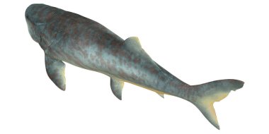 Dunkleosteus balığının detaylı çizimi