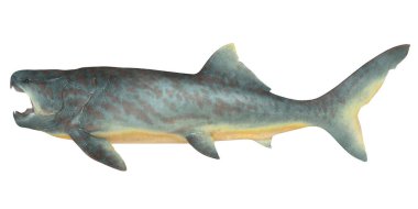 Tarih öncesi bir Dunkleosteus balığının resmi