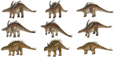 Çeşitli pozlarda Stegosaurus dinozorlarının tasviri.