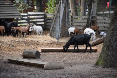 Kırsal bir ağılda huzur içinde otlayan keçiler.