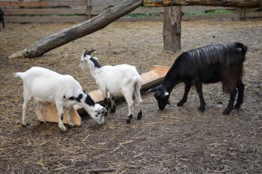 Köy ağılında üç keçi otluyor..