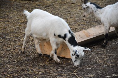 Neşeli keçi çocuklar kırsal bir çiftliği keşfediyorlar..