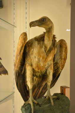 Hayvan doldurma akbabası müze vitrininde sergileniyor..