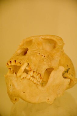 Ekranda bir primat kafatasının yakın çekimi