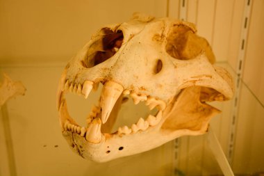 Cam bir dolapta sergilenen ayı kafatası.