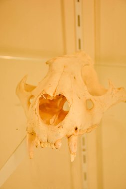 Ekranda bir ayı kafatasının yakın çekimi.