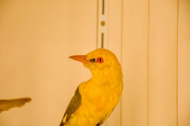 Yumuşak arkaplanda canlı sarı kuş