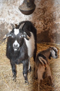 Anne keçi ve neşeli çocuğu kırsal bir ahırda.