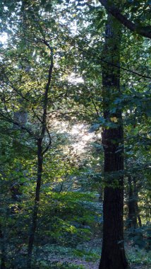 Güneş ışığı yemyeşil orman yapraklarının arasından süzülür.